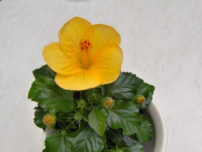 Hibiskus gelb.jpg