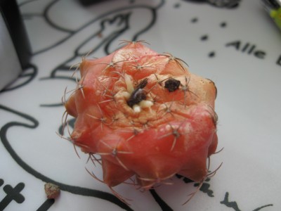 gymnocalycium mihanovichii var melocactiforme.jpg