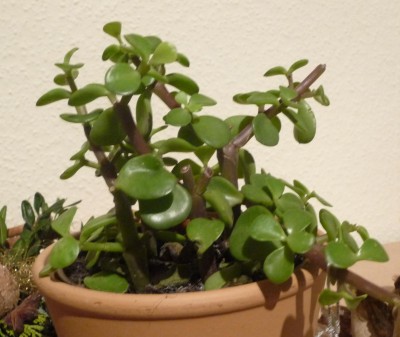 P1000877bearb.JPG