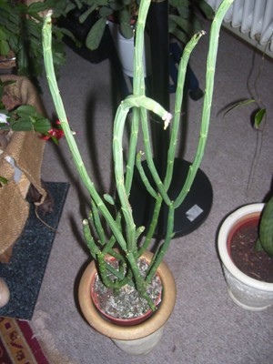 Bild 0055.jpg