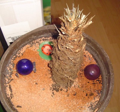 DSC03524.JPG