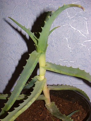 Aloe Vera.jpg