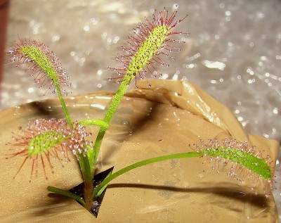 drosera capensis.jpg