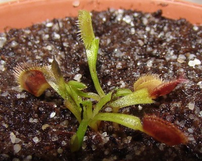 dionaea.jpg