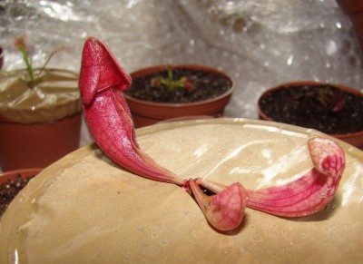 sarracenia.jpg