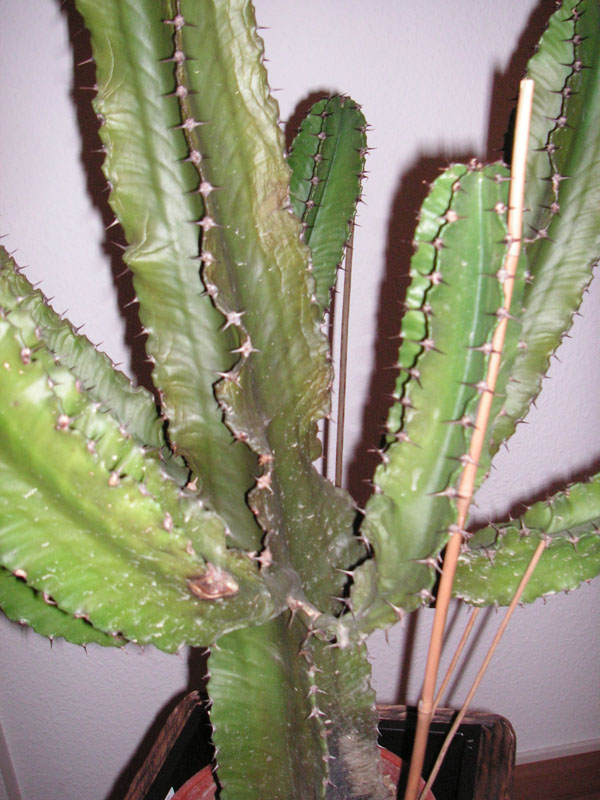 meskalin kaktus züchten San Pedro Kaktus 'Echinopsis pachanoi' main image 0