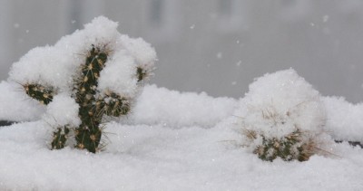 Winterharte Kakteen - 21.12.2009 - 2.jpg