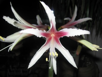 Amaryllis Nightstar.jpg