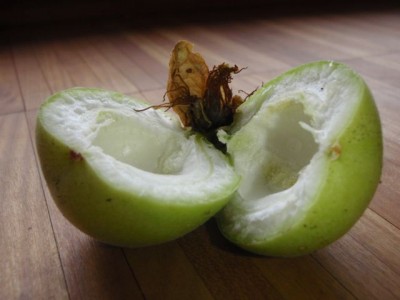 Frucht Passiflora Schalker Siegestaumel1.jpg