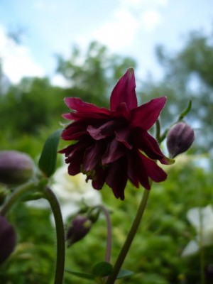 Aquilegia vulagris var. stellata Ruby Port1.jpg