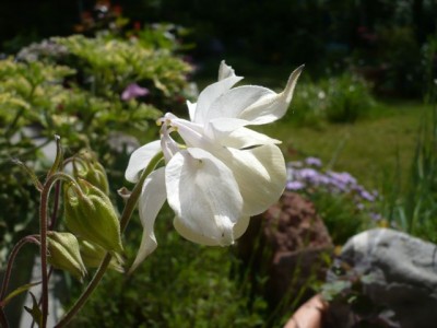 Aquilegia fragrans1.jpg