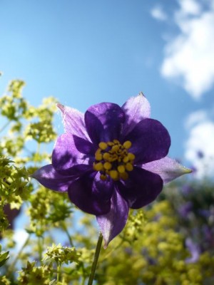 Aquilegia einseleana1.jpg