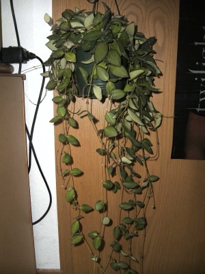 BILD0341.JPG