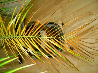 Palme2.jpeg