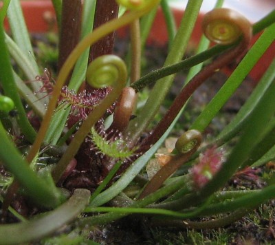 Austriebe Drosera binata.jpg