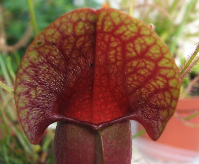 Schild Sarracenia.jpg
