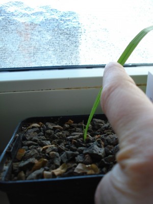 Washingtonia filifera Hexe.jpg