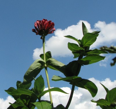 Zinnie +Blauer Himmel.jpg