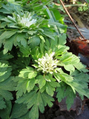 Anemone nemorosa 1.jpg