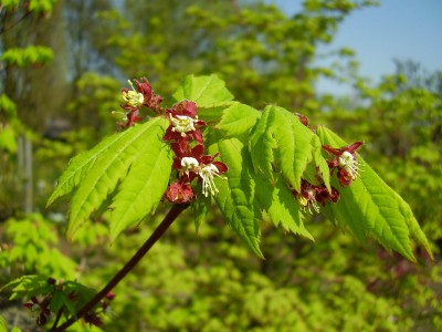 Acer circinatum.JPG