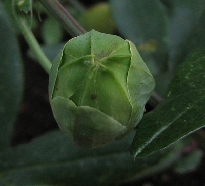 Knospe Passi caerulea.jpg