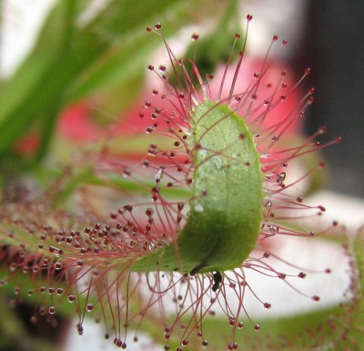 Blattspitze Drosera.jpg