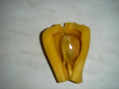 Jackfrucht 022.jpg