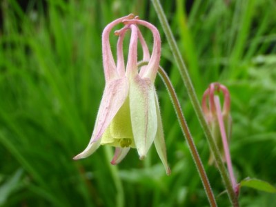 Aquilegia_buergeriana_wild_form.jpg