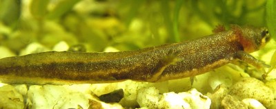 molchlarve.jpg