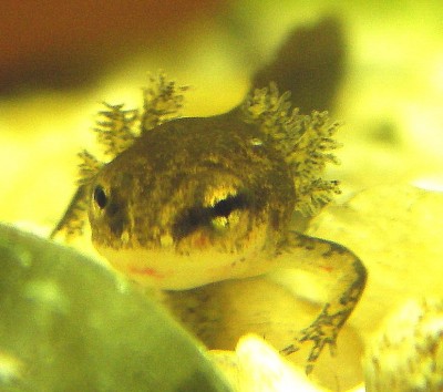 noch larve-13.05.2007 002-1.jpg