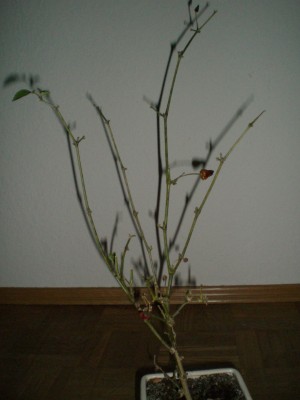 CIMG2776.JPG
