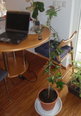 Passiflora Pura Vida1.jpg