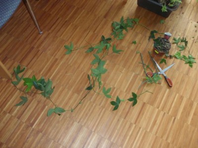 Passiflora Pura Vida fff1.jpg