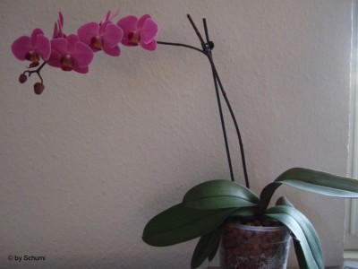 Phalaenopsis1.jpg