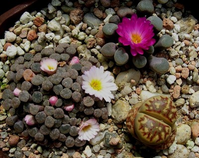 Frithas in blüte, 07.09.JPG