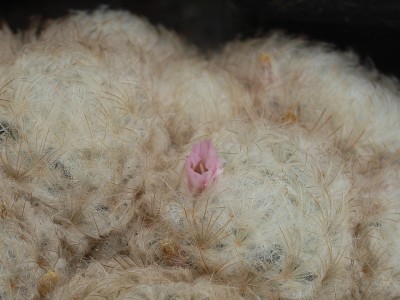Mammillaria plumosa, 03.09.JPG
