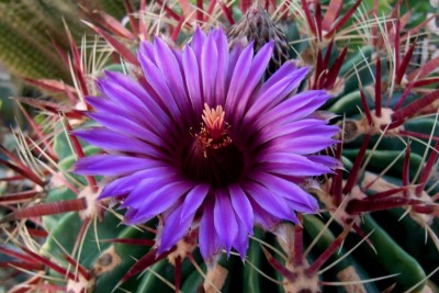 Ferocactus latispinus IV, 11.09 - Kopie.JPG