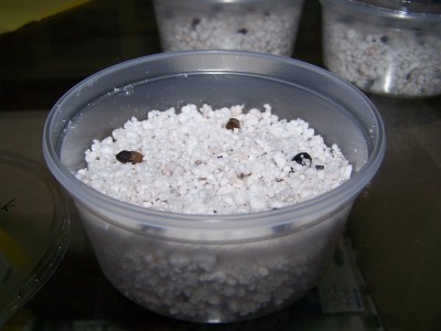 100_1022.JPG
