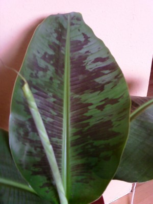 Musa blatt.jpg