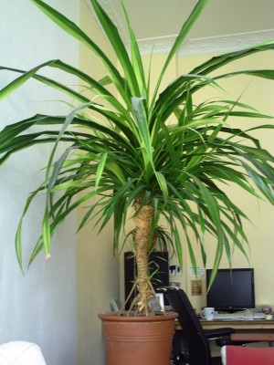 Pandanus1.JPG