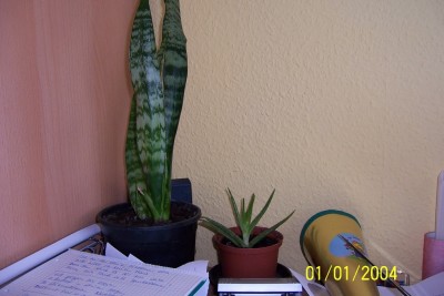 Unbekannt+Aloe-vera.JPG