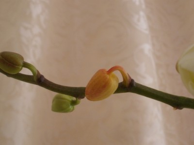 P1070198.JPG