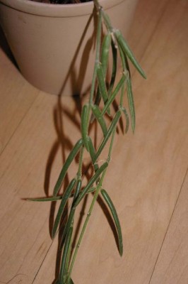 Hoya3.jpg