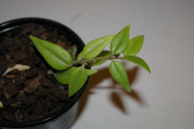 Hoya2.jpg