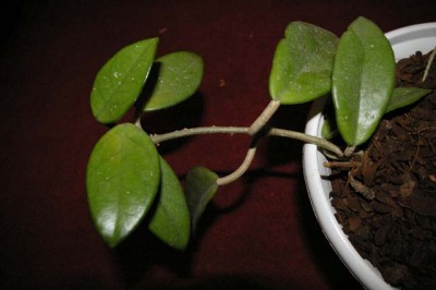 Hoya1.jpg