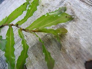 300px-Potamogeton_crispus.jpeg