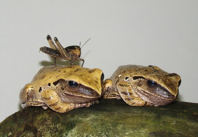 man sollte sich nicht mit dem essen anfreunden.jpg