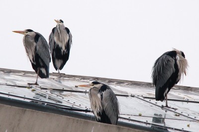 warten auf godot....oder so ähnlich.jpg