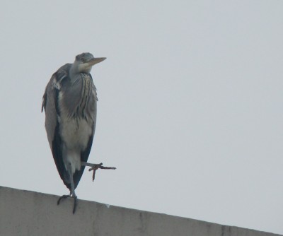 morgengymnastik  .jpg