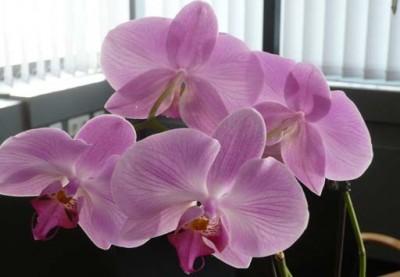 orchideen3.jpg